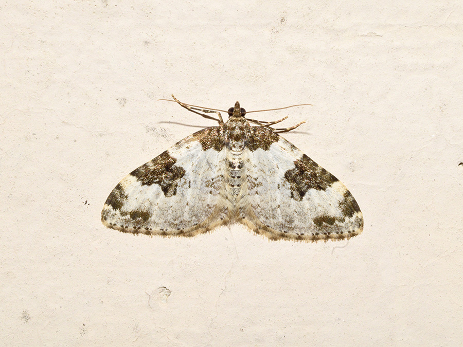 Geometridae: Xanthorhoe fluctuata? S